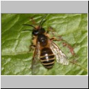 Andrena flavipes - Sandbiene m06.jpg